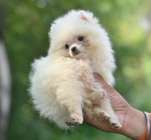 Purchase KCI Registered Toy Pomeranian  Puppy from Ahmedabad